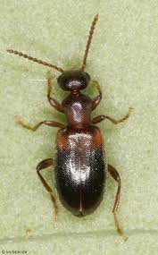 Attēlu rezultāti vaicājumam “Anthicidae”