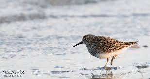 Image result for Calidris melanotos