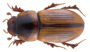 Attēlu rezultāti vaicājumam “Aphodius subterraneus imago”