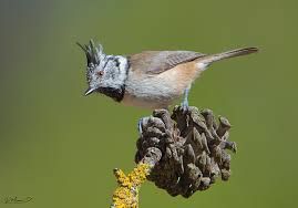 Attēlu rezultāti vaicājumam “Lophophanes cristatus”