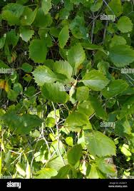 Attēlu rezultāti vaicājumam “Crataegus chrysocarpa”