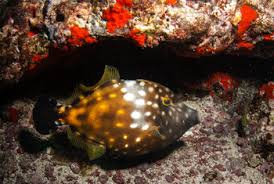 Image result for Diplodus ascensionis