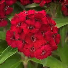 Image result for Dianthus barbatus
