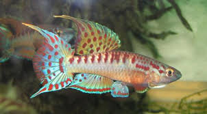 Image result for Aphyosemion