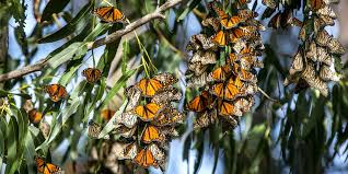 Image result for monarch butterfly