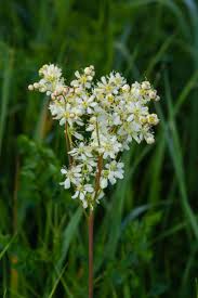 Attēlu rezultāti vaicājumam “Filipendula vulgaris”
