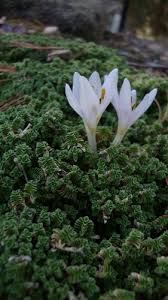 Attēlu rezultāti vaicājumam “Arenaria procera flower”