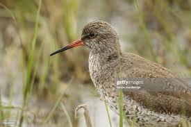 Attēlu rezultāti vaicājumam “Tringa totanus”