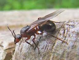 Attēlu rezultāti vaicājumam “Formica rufa”