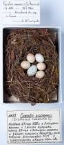 Attēlu rezultāti vaicājumam “Erithacus rubecula eggs”