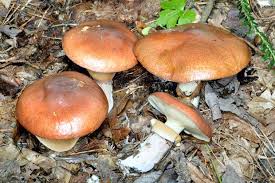 Attēlu rezultāti vaicājumam “Suillus luteus”