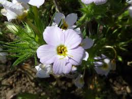 Attēlu rezultāti vaicājumam “Polemoniaceae”