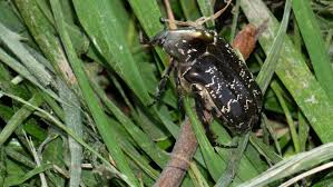 Attēlu rezultāti vaicājumam “Liocola lugubris”