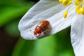 Attēlu rezultāti vaicājumam “Epuraea sp.”