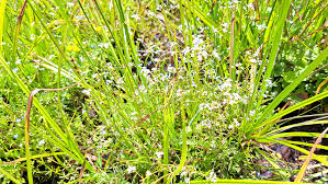 Attēlu rezultāti vaicājumam “Galium palustre fruit”