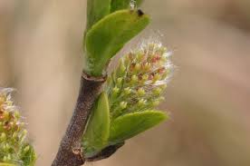 Attēlu rezultāti vaicājumam “Salix myrsinifolia female flower”