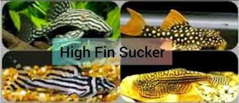 Image result for Carpiodes velifer