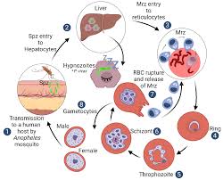 Attēlu rezultāti vaicājumam “Enteridium variabile plasmodium”