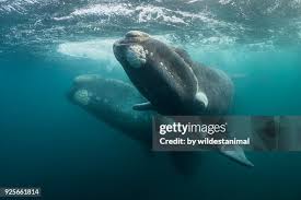 Image result for Eubalaena glacialis