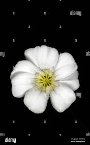 Attēlu rezultāti vaicājumam “Arenaria procera flower”