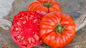 Afbeeldingsresultaat voor caro rich tomato