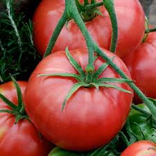 Afbeeldingsresultaat voor brandywine tomato