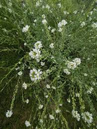 Attēlu rezultāti vaicājumam “Berteroa incana fruit”