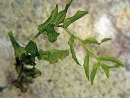 Attēlu rezultāti vaicājumam “Potamogeton perfoliatus fruit”