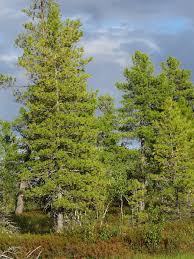 Attēlu rezultāti vaicājumam “Pinus sibirica”