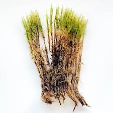 Attēlu rezultāti vaicājumam “Dicranum undulatum”