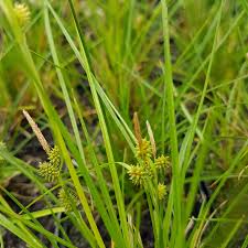 Attēlu rezultāti vaicājumam “Carex viridula flower”