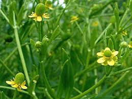 Attēlu rezultāti vaicājumam “Ranunculus sceleratus leaf”