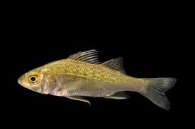 Image result for Morone americana