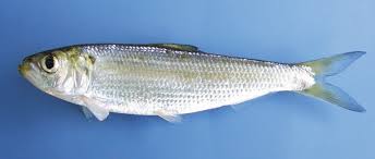 Image result for Alosa aestivalis