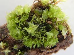 Attēlu rezultāti vaicājumam “Fossombronia wondraczekii”