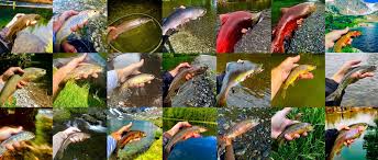 Image result for Salmo pellegrini