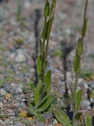 Attēlu rezultāti vaicājumam “Arabis hirsuta fruit”