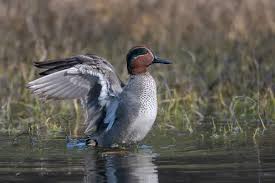 Attēlu rezultāti vaicājumam “Anas crecca male”