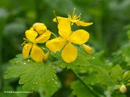 Attēlu rezultāti vaicājumam “Chelidonium majus leaf”