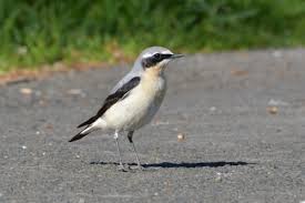 Attēlu rezultāti vaicājumam “Oenanthe oenanthe male”