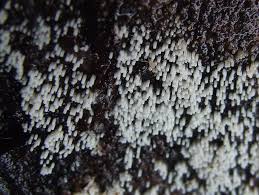 Attēlu rezultāti vaicājumam “Henningsomyces candidus”