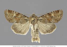 Attēlu rezultāti vaicājumam “Apamea sordens”