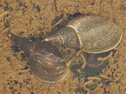 Attēlu rezultāti vaicājumam “Lymnaea stagnalis”