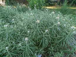 Attēlu rezultāti vaicājumam “Anaphalis margaritacea”