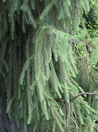 Attēlu rezultāti vaicājumam “Picea abies fo. virgata”