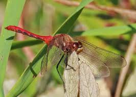 Attēlu rezultāti vaicājumam “Sympetrum”