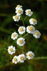 Attēlu rezultāti vaicājumam “Achillea ptarmica flower”