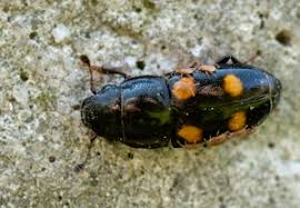 Attēlu rezultāti vaicājumam “Glischrochilus hortensis”