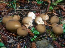 Attēlu rezultāti vaicājumam “Leptobryum pyriforme sporophyte”