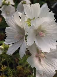 Attēlu rezultāti vaicājumam “Malva moschata alba flower”